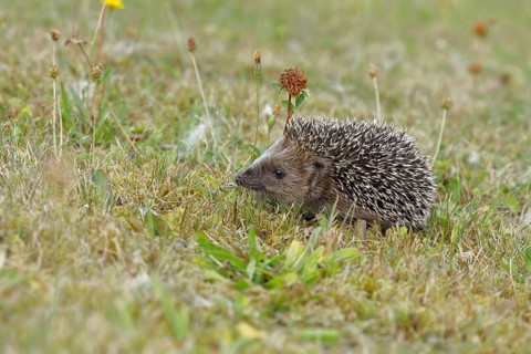 European hedgehog