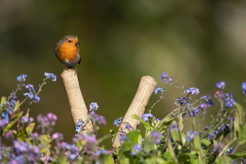 European robin