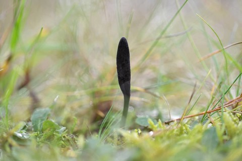 Black Earth Tongue