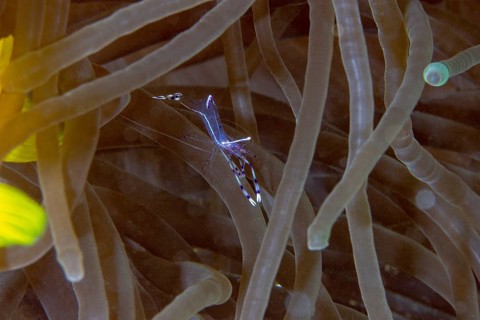 Anemone partner shrimp