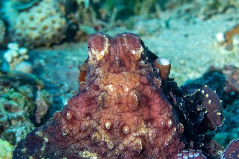 Common squid