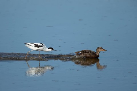 Avocet
