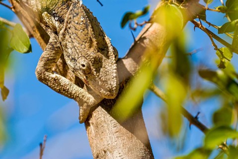 Madagascar giant chameleon