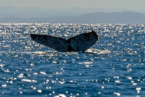 Humpback whale