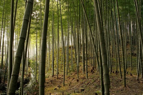 Stream and bamboo trunks in the Arashiyama Bamboo Forest in Kyoto