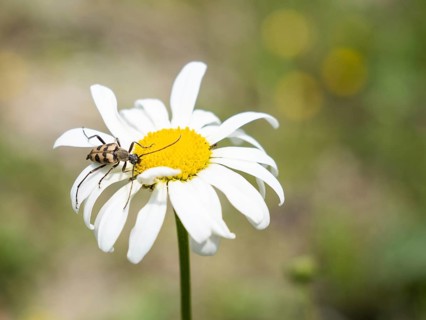 Marguerite