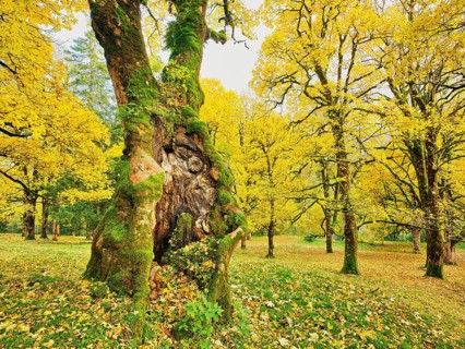 Forest of sycamore maple