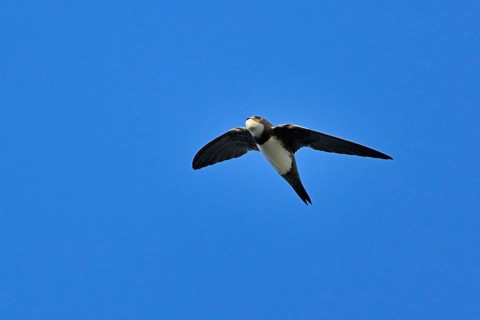 Alpine swift