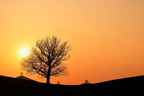 Silhouettes of an oak tree