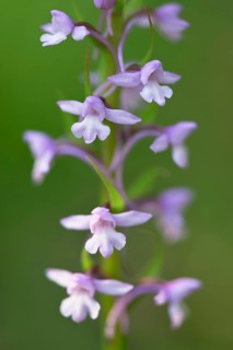 Fragrant orchid