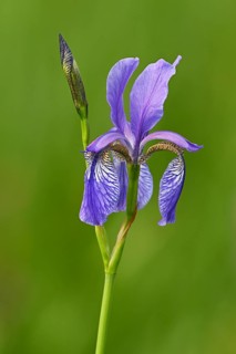 Siberian iris