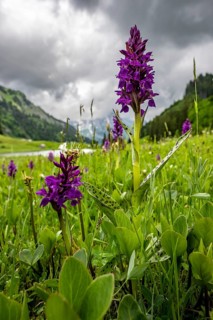 Western marsh orchid