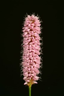 Medicinal plant Meadow knotweed
