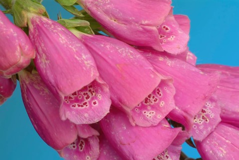 Common foxglove