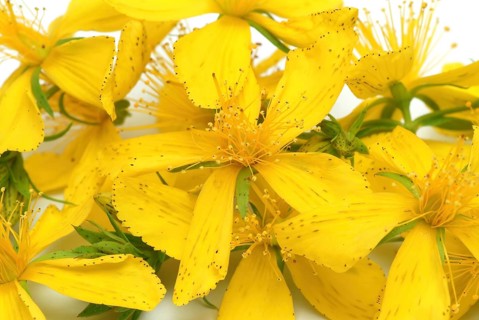Medicinal plant St. John's wort