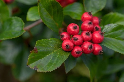 Fruits of the Whitebeam