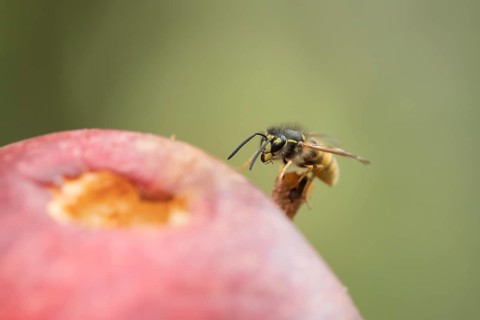 Common wasp