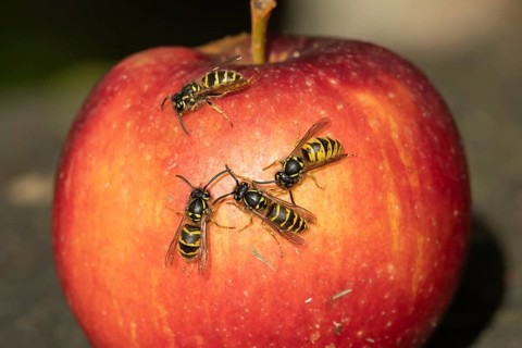Common wasp