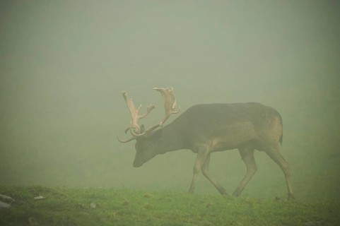 Damhirsch