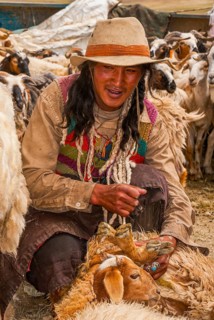 Tibetan shepards shaving sheeps along the road from Tsochen to Lhasa
