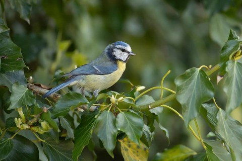 Blue tit