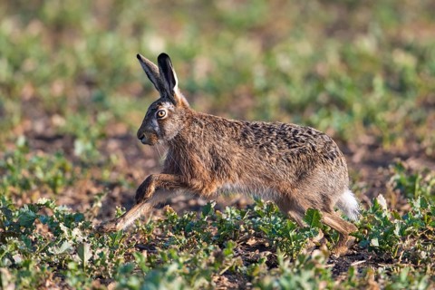 Brown hare