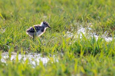 Young northern lapwing