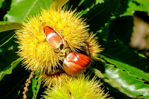 Chestnuts in the shell