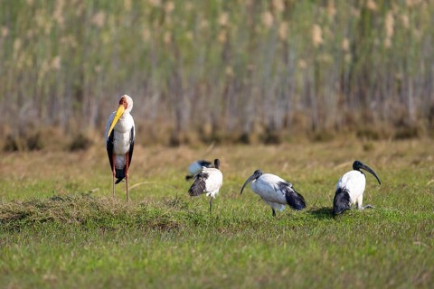 Yellow-billed stork