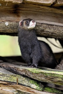 European polecat