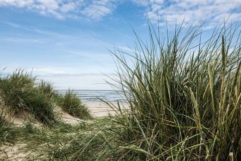 European marram grass