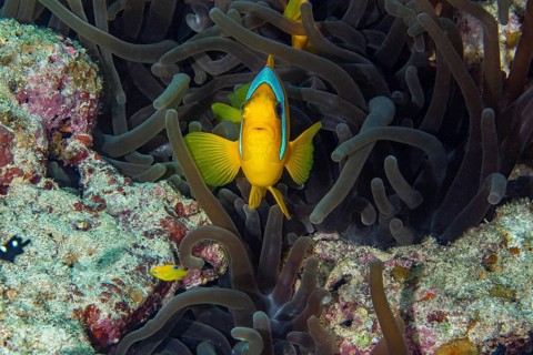 Red sea clownfish