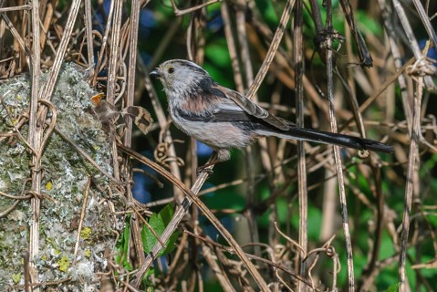 Long-tailed Tit