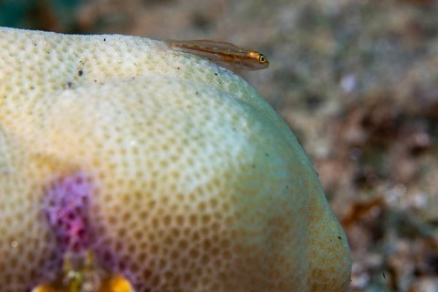 Goby