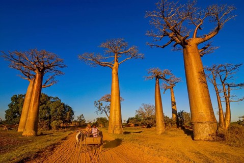 Ox cart at the Avenue de Baobabs near Morondavia