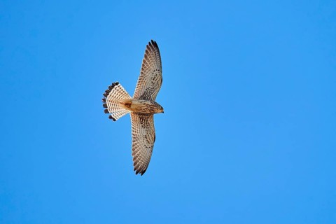 Lesser Kestrel
