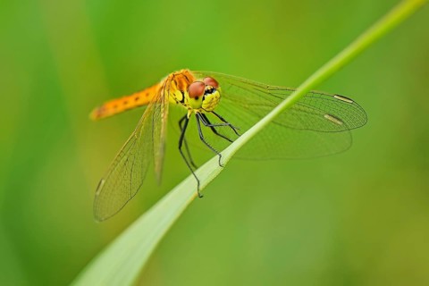 Spotted darter