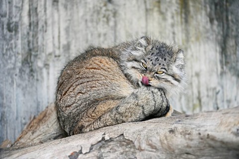Manul or Pallas' cat