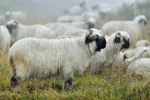 Valais black-nosed domestic sheep