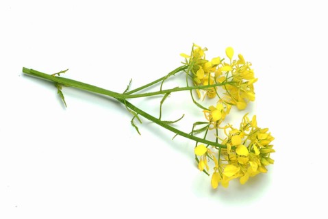 Medicinal plant White mustard