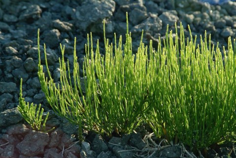 Field horsetail