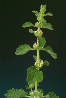 White horehound