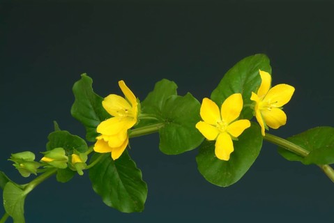 Creeping jenny