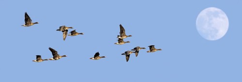 Full moon and flock of white-fronted geese