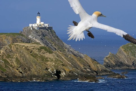 Northern gannet