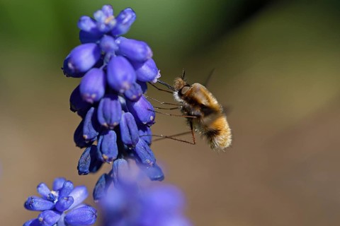 Large bee fly
