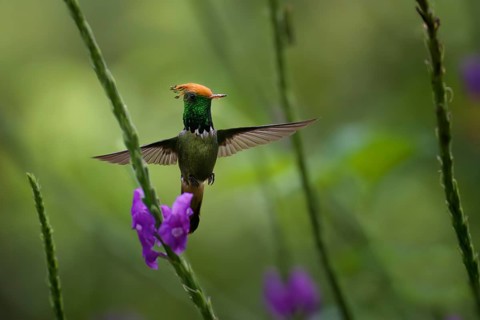 Flying Rufous-crested Coquette