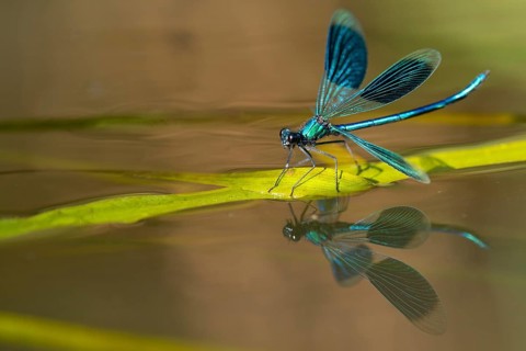 Banded demoiselle