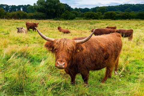 Ancient cattle breed in the Unesco world heritage site Hedeby