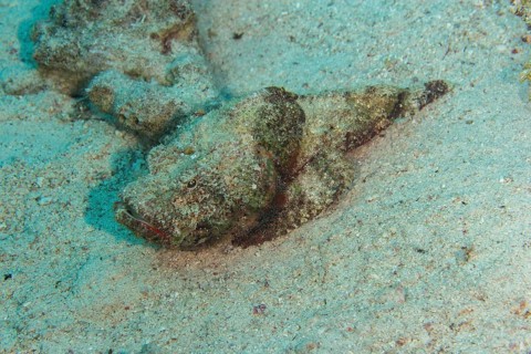 Reef stonefish
